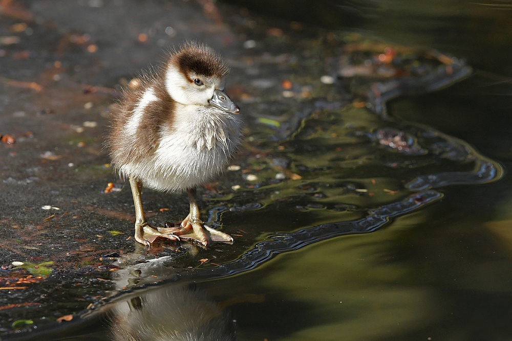 Nilgans: Als es im Winter noch (stellenweise) Eis gab