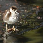 Nilgans: Als es im Winter noch (stellenweise) Eis gab