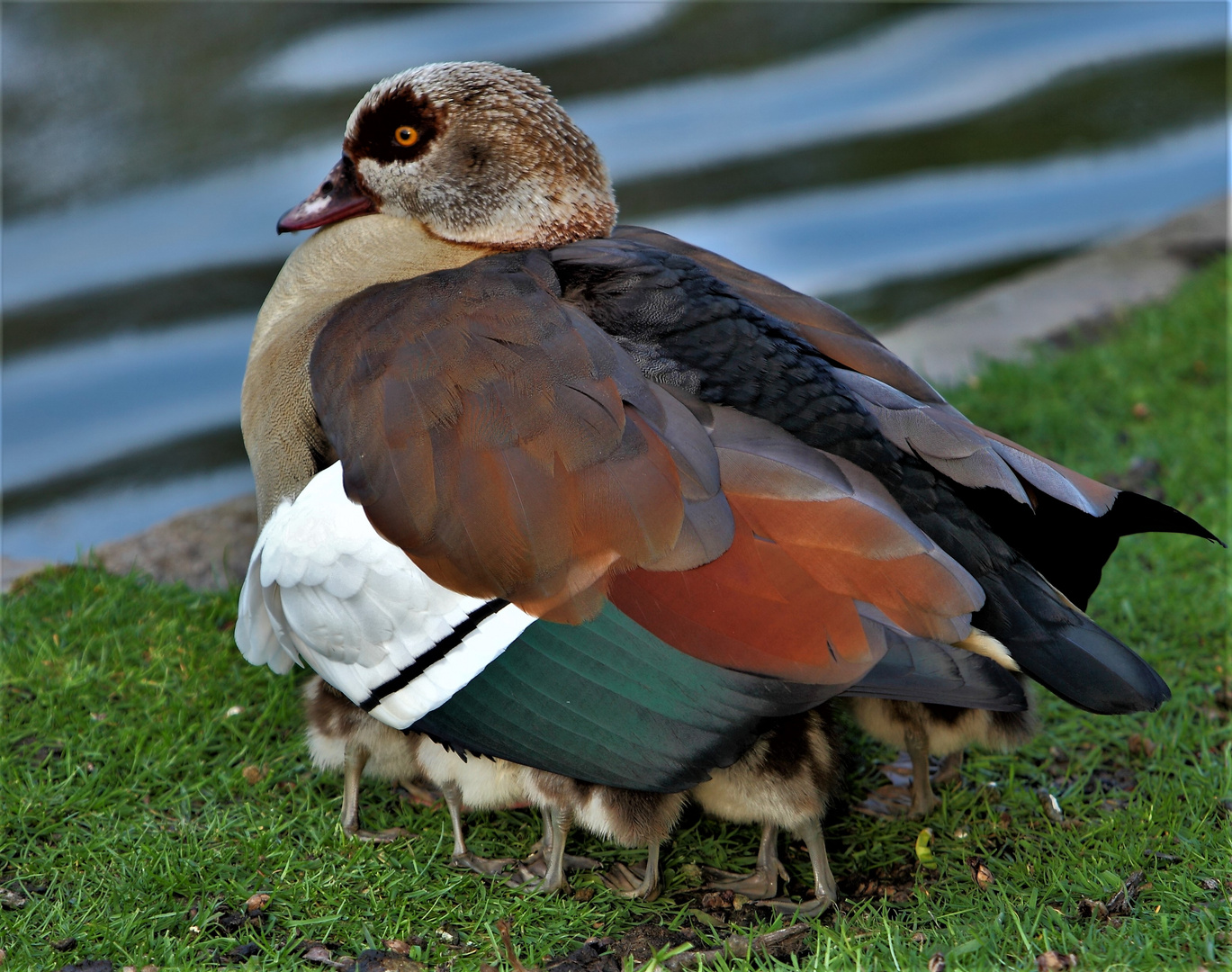 Nilgans als Tausendfüssler