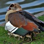 Nilgans als Tausendfüssler