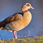 Nilgans am Alzyer Weiher