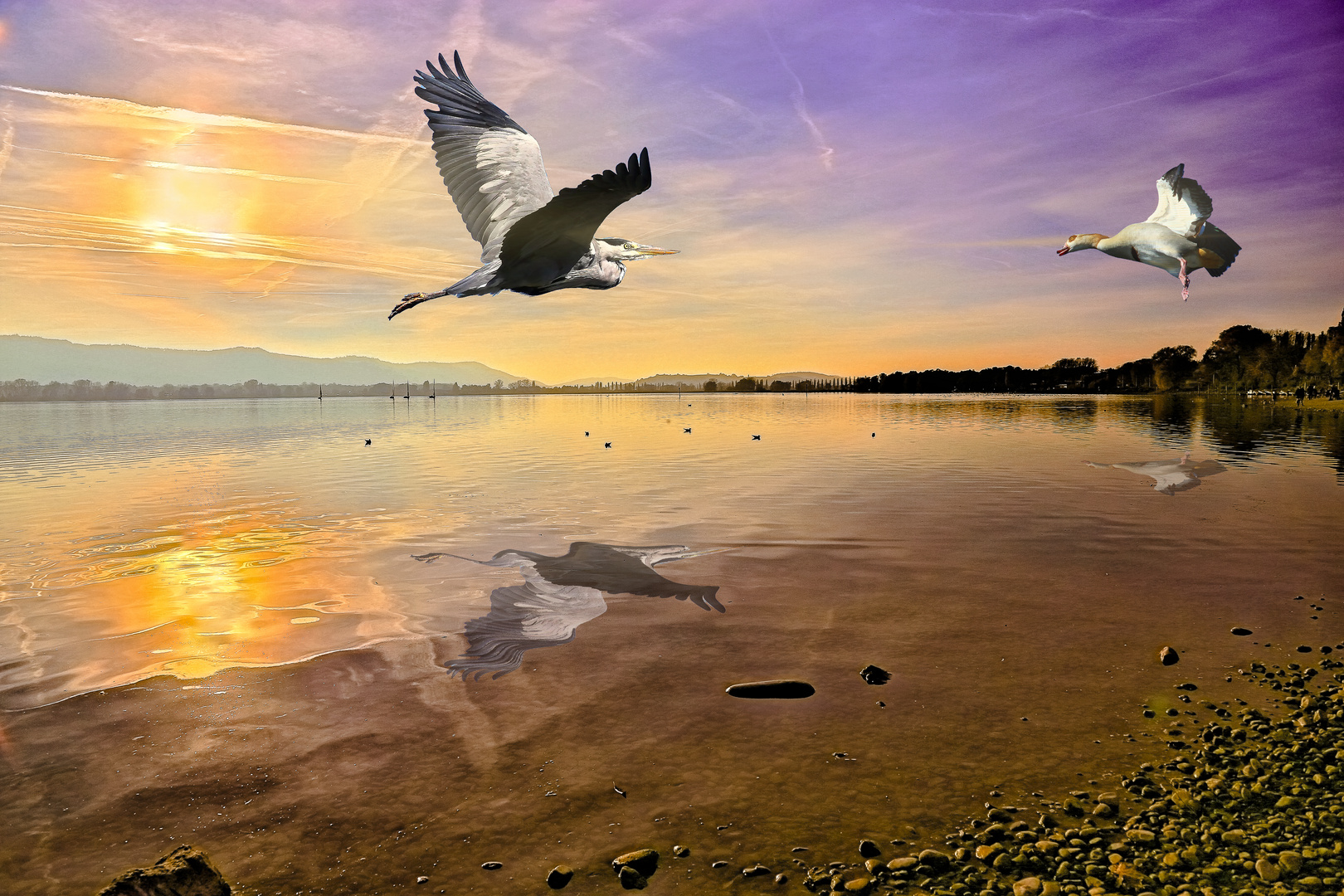 Nilgans am Bodensee