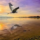 Nilgans am Bodensee