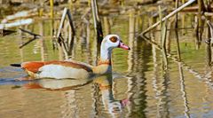 Nilgans am goldene See.