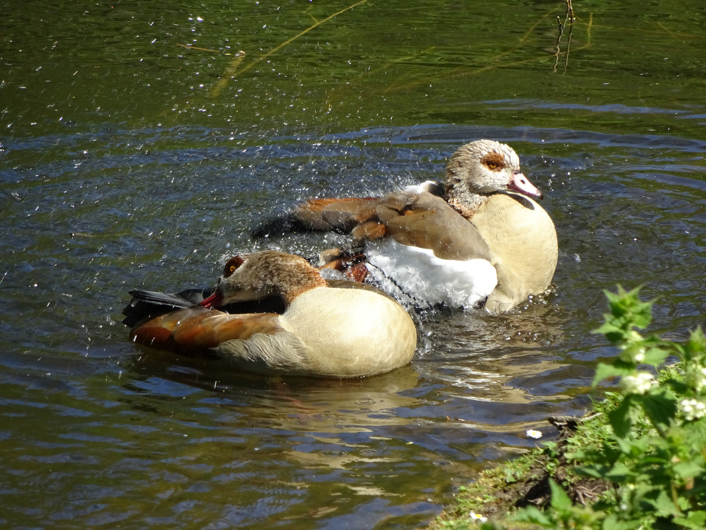 Nilgans am Grummer Teich