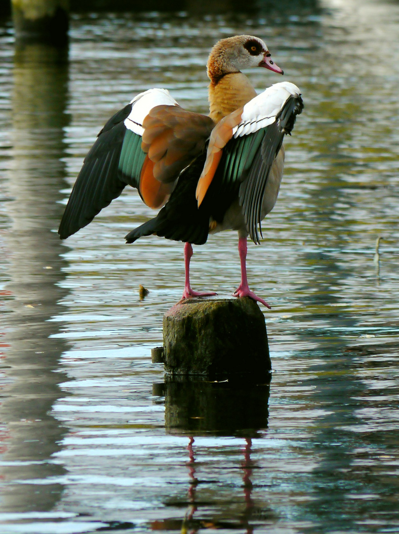 Nilgans am Havelufer I