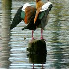 Nilgans am Havelufer I