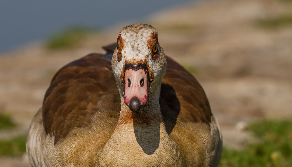 Nilgans am Main