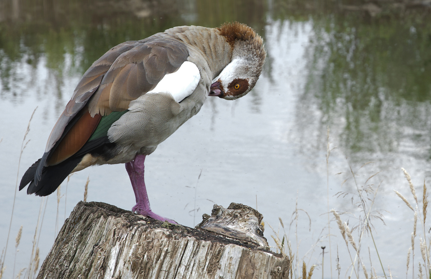 Nilgans am Neckar