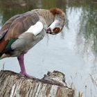 Nilgans am Neckar