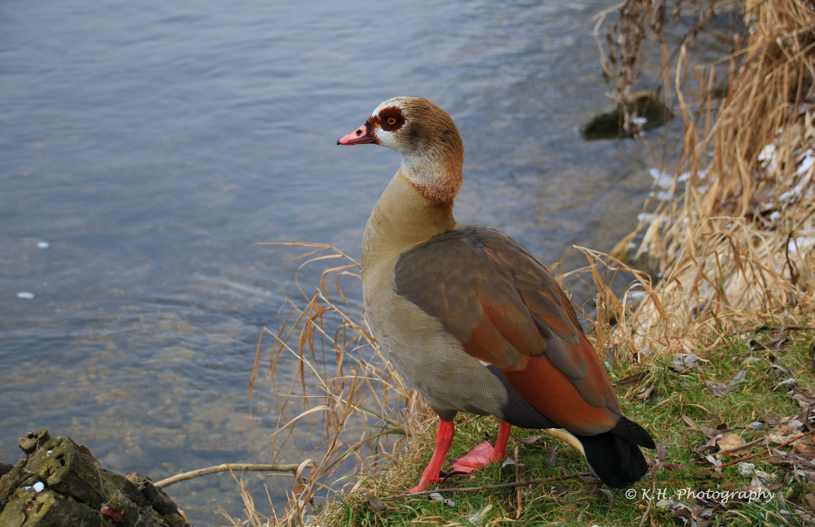 Nilgans am Neckarufer 