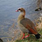 Nilgans am Neckarufer 