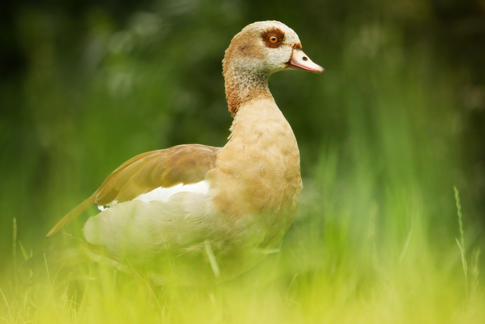 Nilgans am Neckarufer 