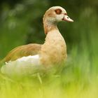 Nilgans am Neckarufer 