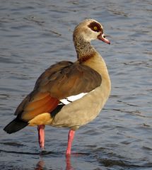 Nilgans am NO Kanal