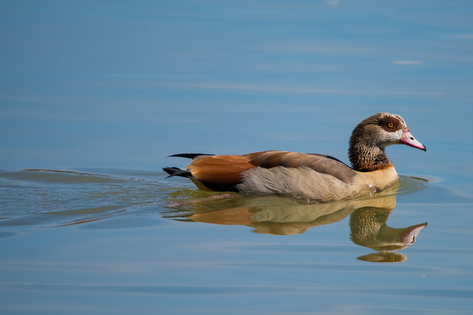 Nilgans am Rhein