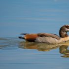 Nilgans am Rhein