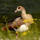 Nilgans (am Rhein)