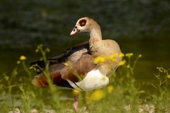 Nilgans (am Rhein)