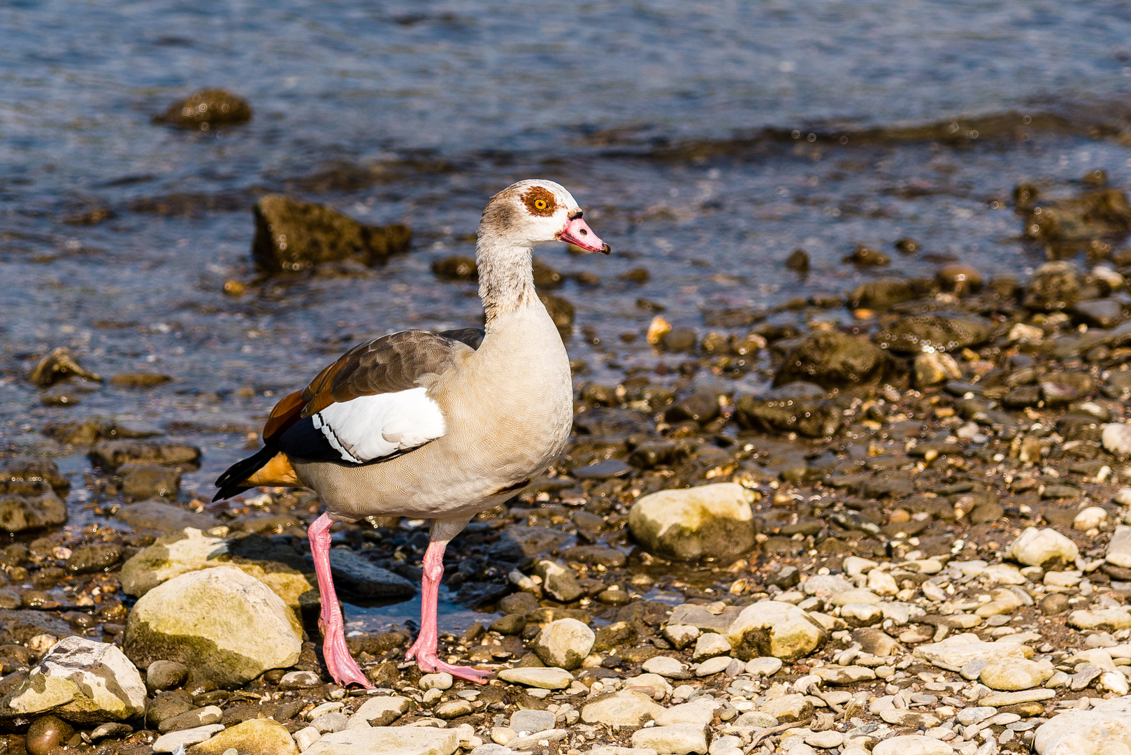 Nilgans am Rheinufer (2)