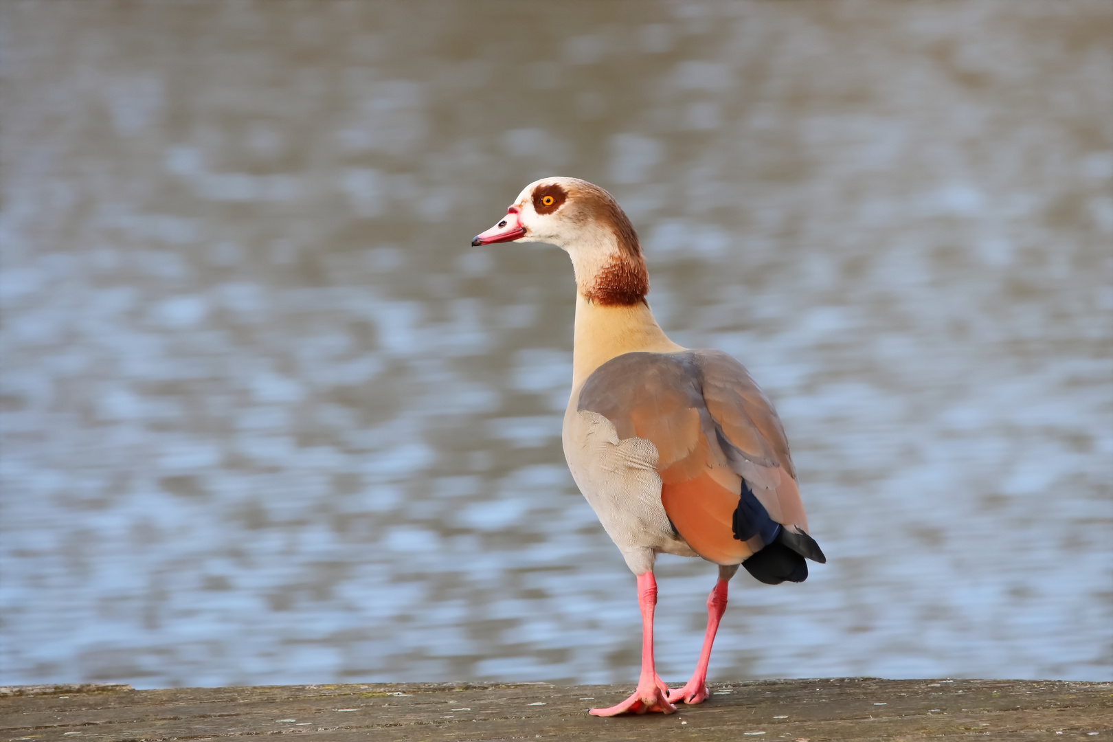 Nilgans am See