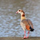 Nilgans am See