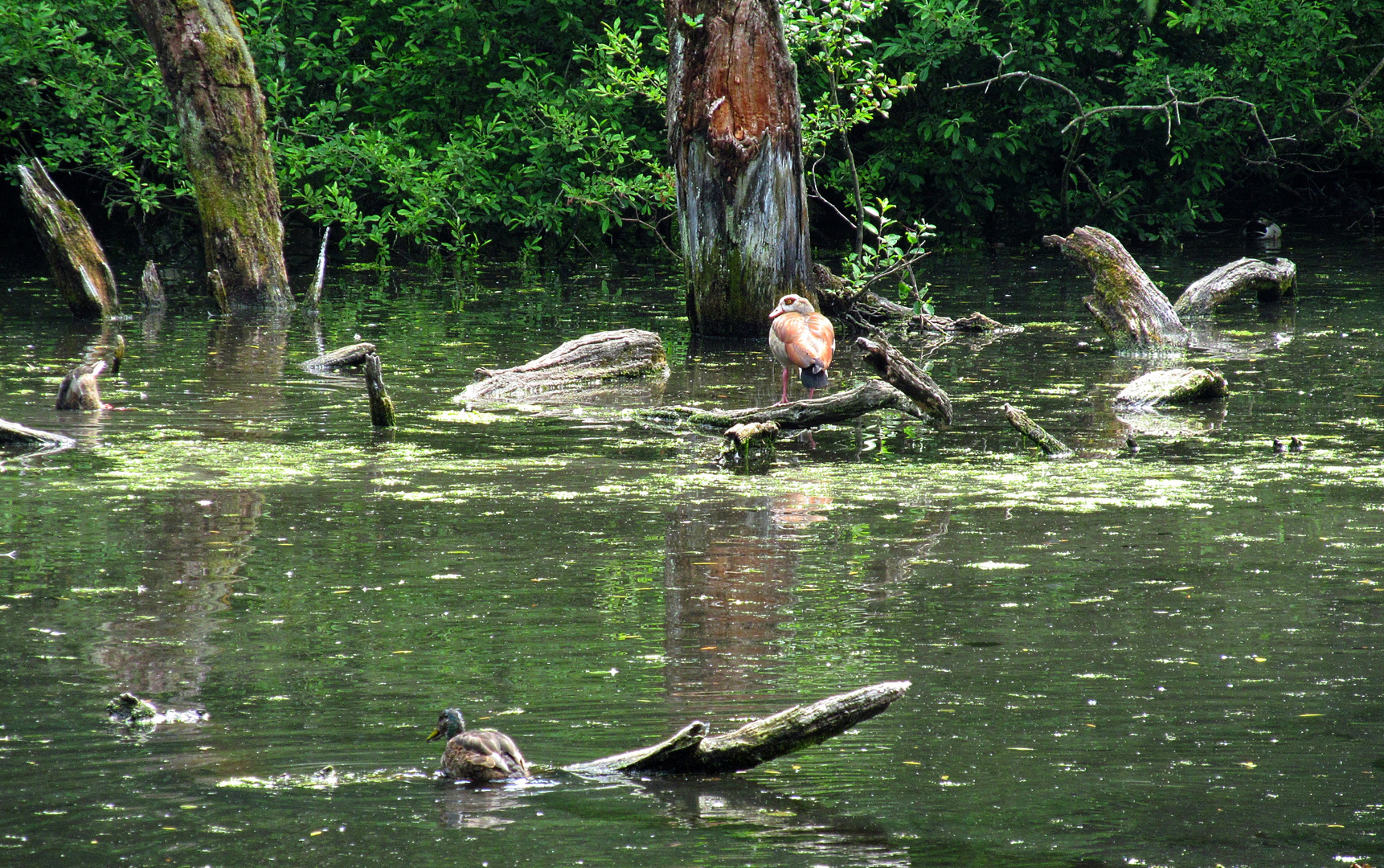 Nilgans am Sumpfsee 