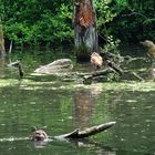 Nilgans am Sumpfsee 