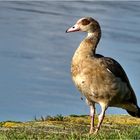 Nilgans am Weserufer