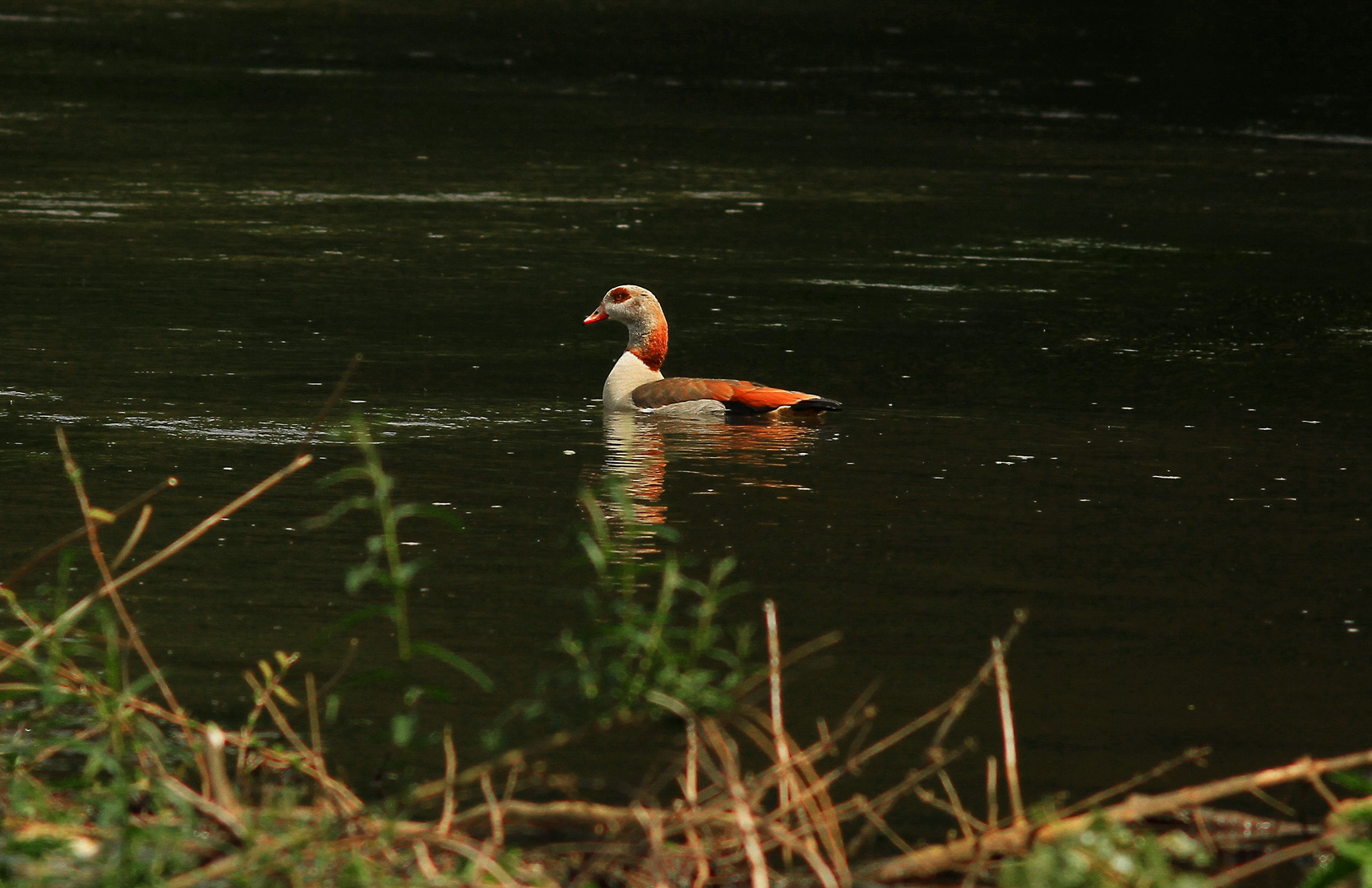 Nilgans an der Erft