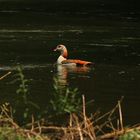 Nilgans an der Erft