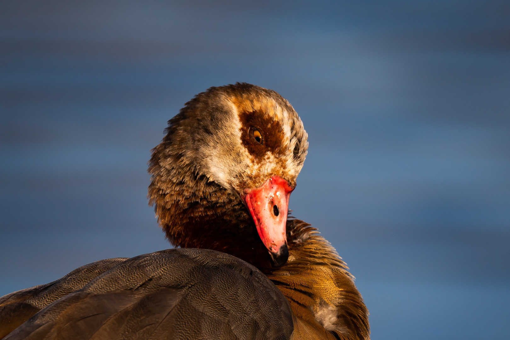 Nilgans an der Limmat