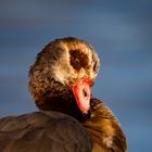 Nilgans an der Limmat