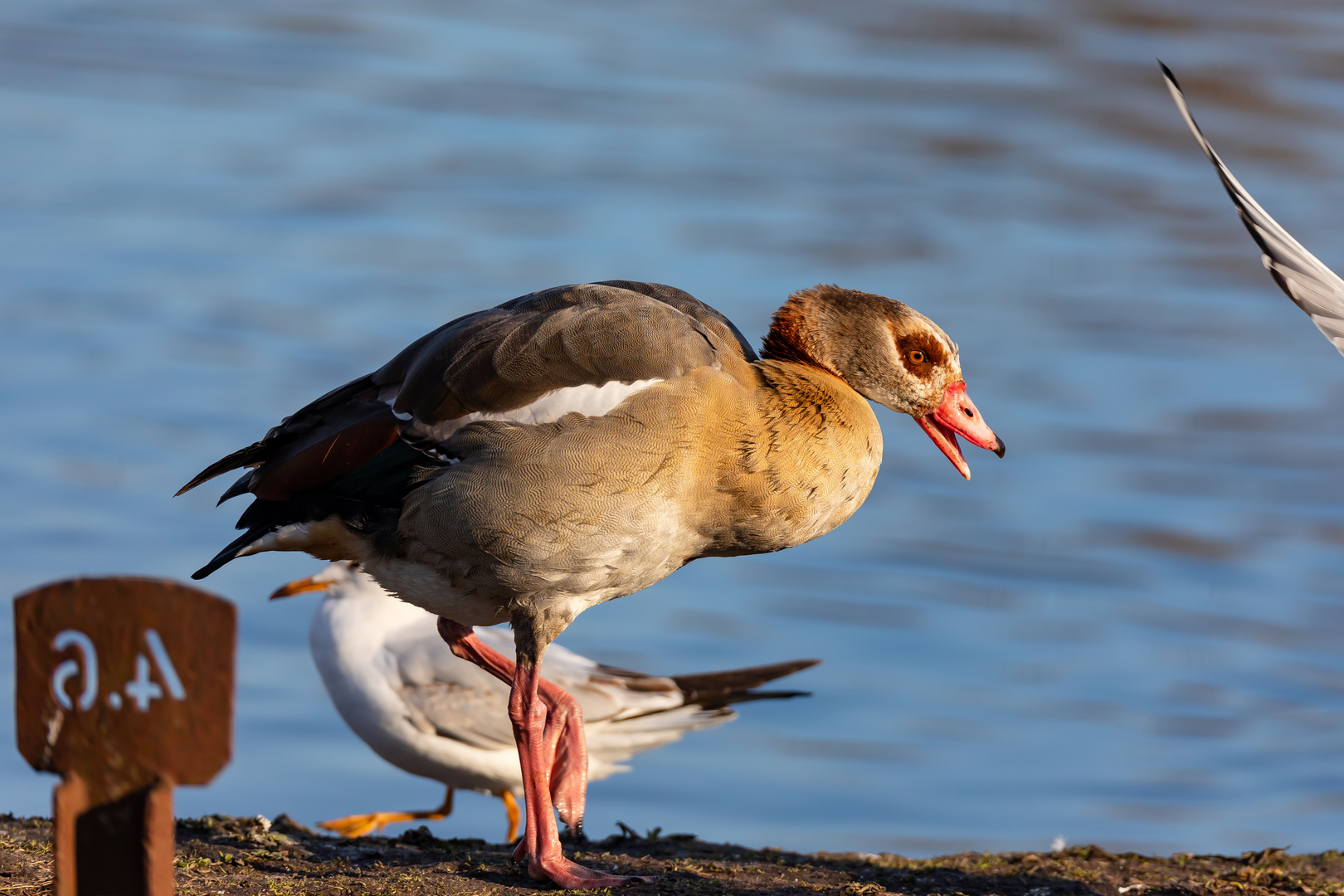 Nilgans an der Limmat