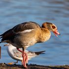 Nilgans an der Limmat