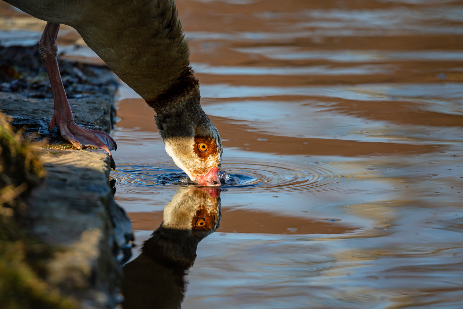 Nilgans an der Limmat