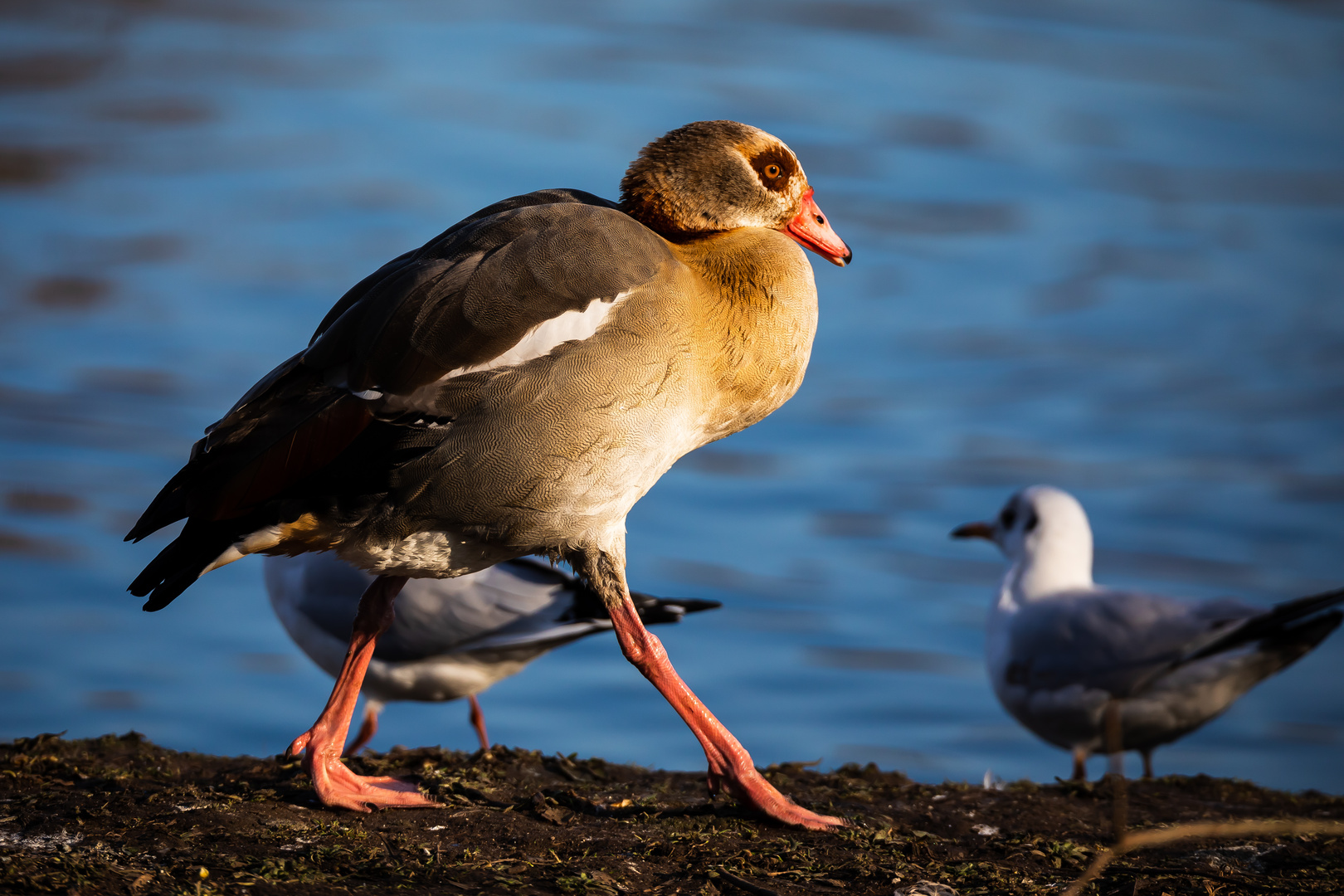 Nilgans an der Limmat - sie geht nicht, sie schreitet...:-)