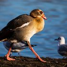 Nilgans an der Limmat - sie geht nicht, sie schreitet...:-)