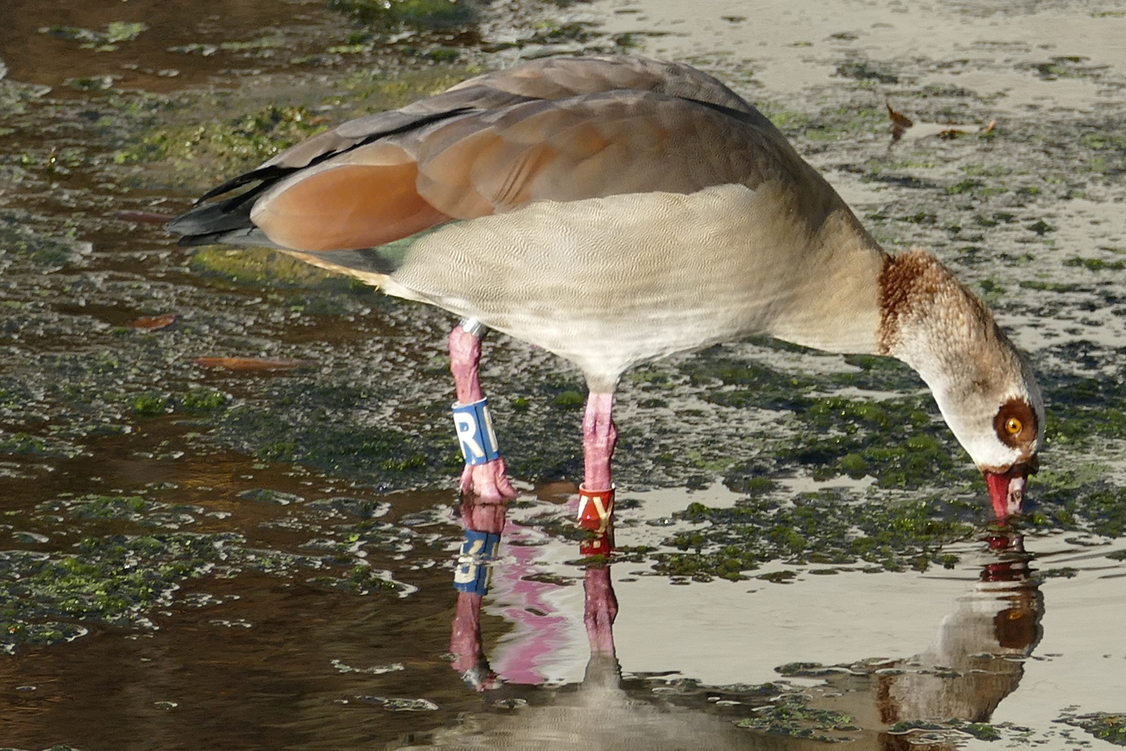 Nilgans an der Ruhr