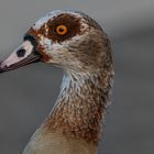 Nilgans an der Saar bei Saarbrücken