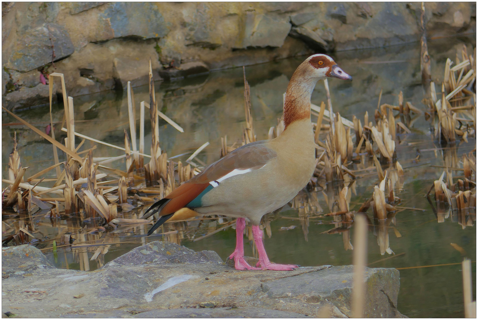 Nilgans an einem Tümpel