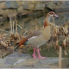 Nilgans an einem Tümpel