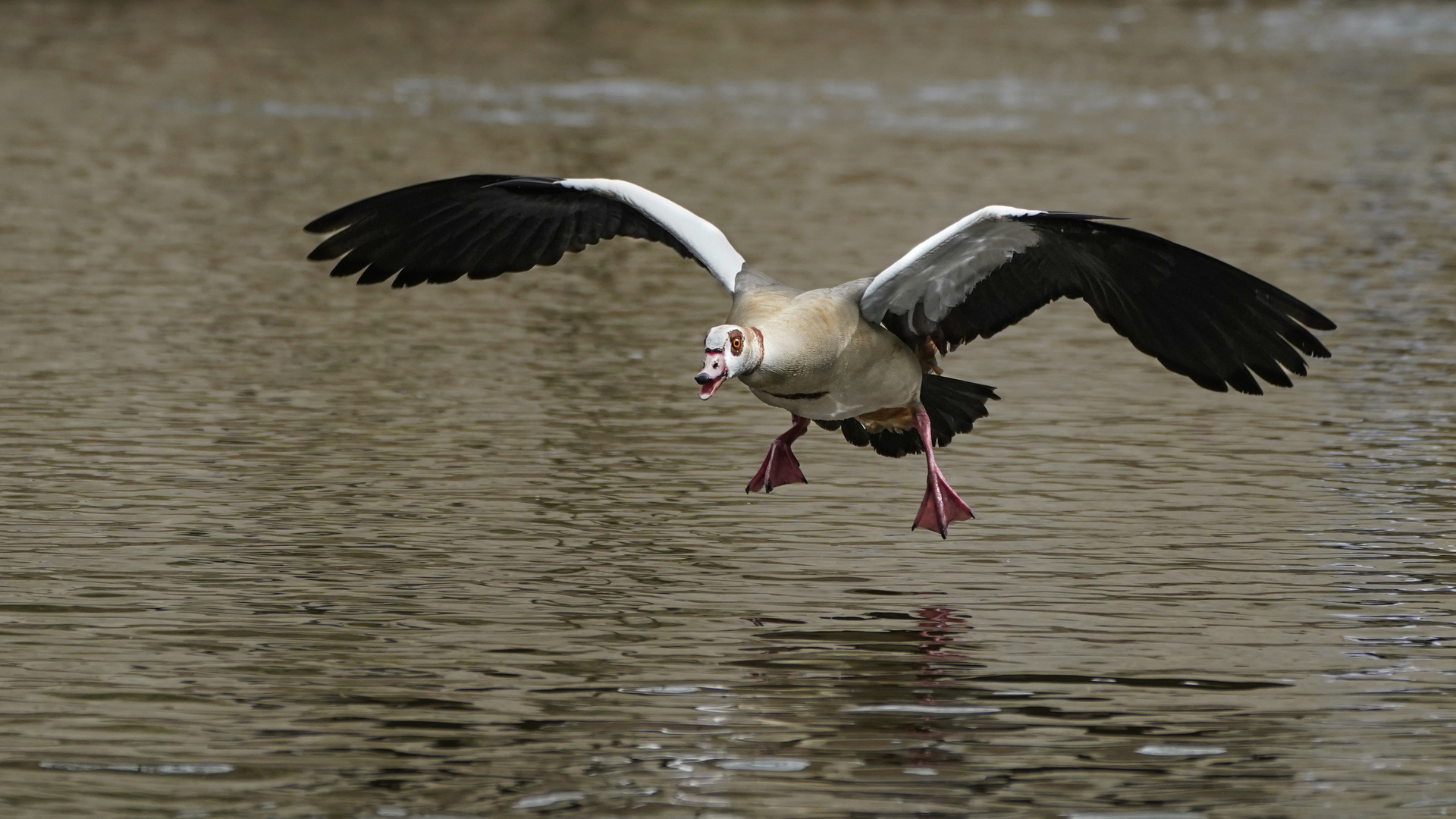 Nilgans angriffslustig