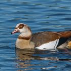 "Nilgans auf dem Neubrandenburger Tollensesee 2024"