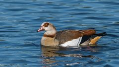 "Nilgans auf dem Neubrandenburger Tollensesee 2024"