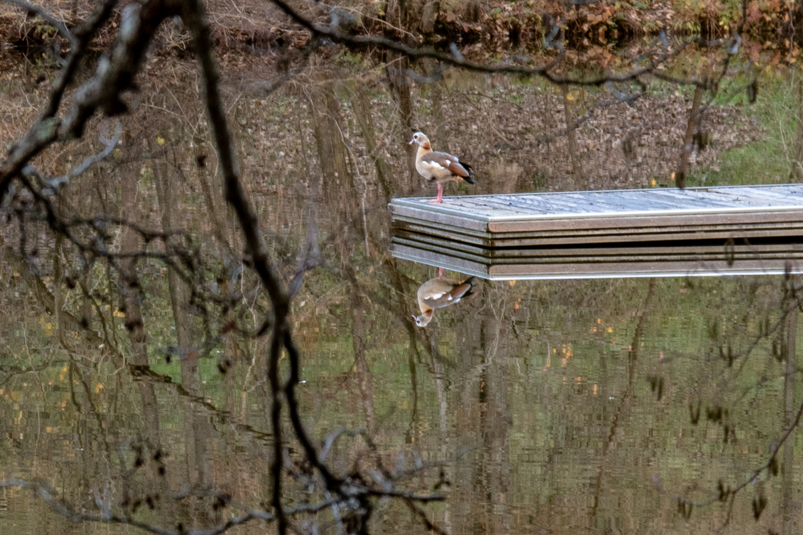 Nilgans auf der BadeBrücke im Bürgersee