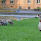 Nilgans auf der Hut