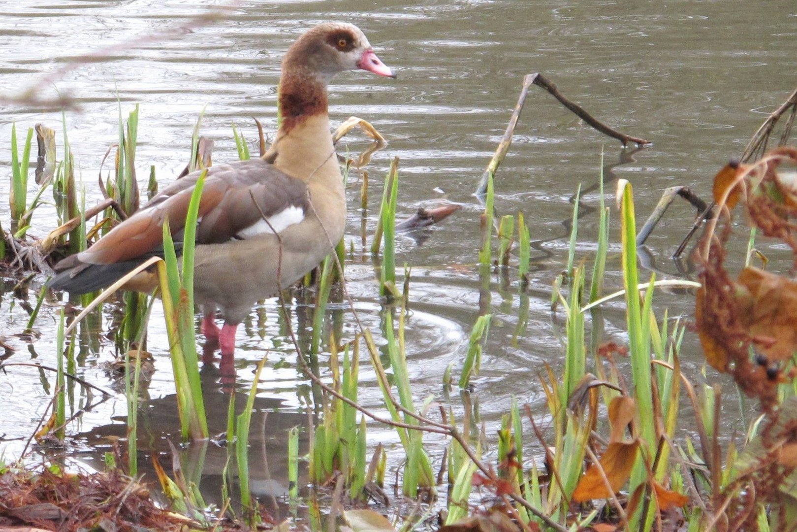 Nilgans auf der Suche nach Futter