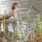 Nilgans auf der Suche nach Futter