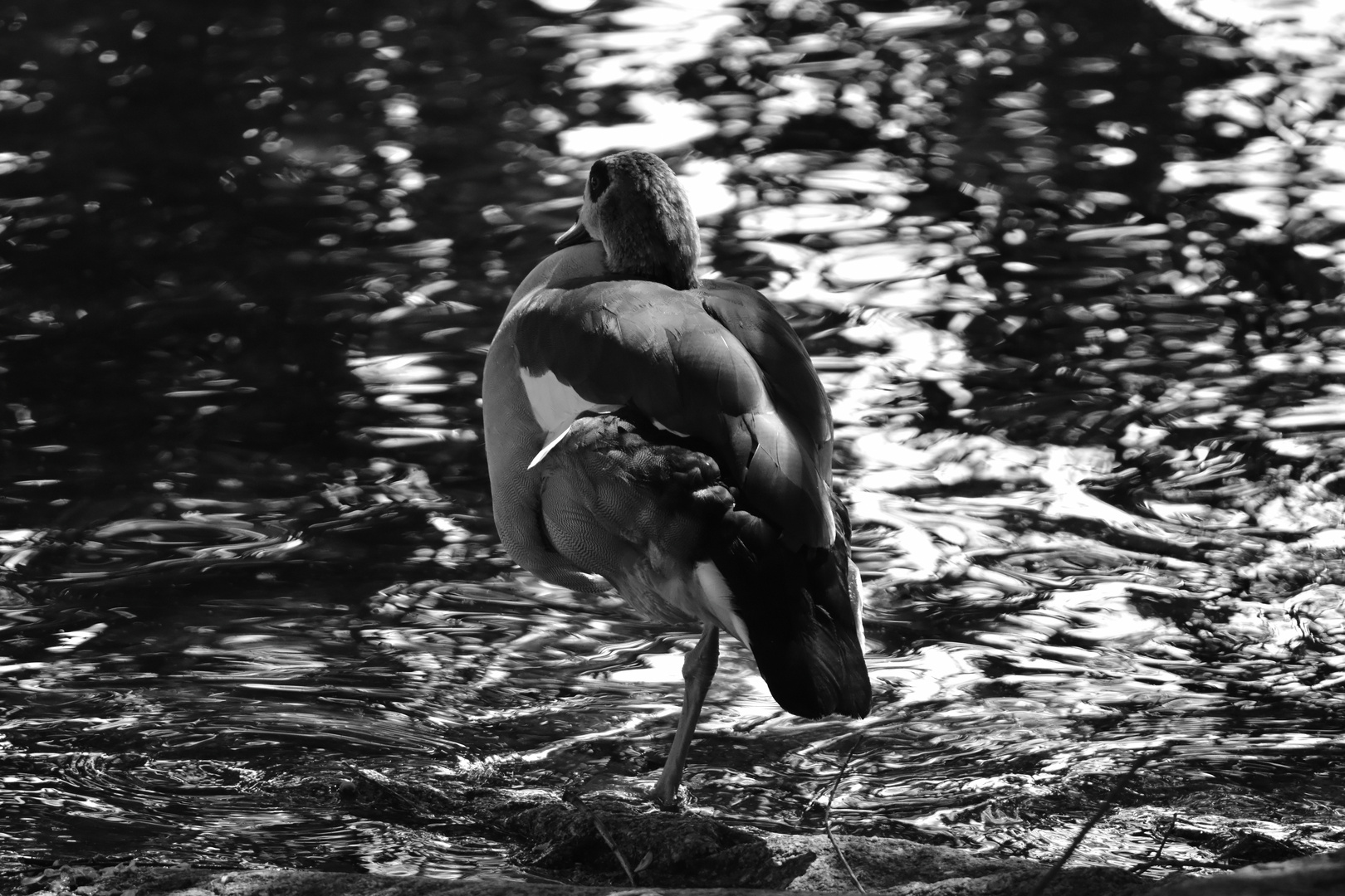 Nilgans auf einem Bein